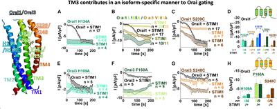 Transmembrane Domain 3 (TM3) Governs Orai1 and Orai3 Pore Opening in an Isoform-Specific Manner